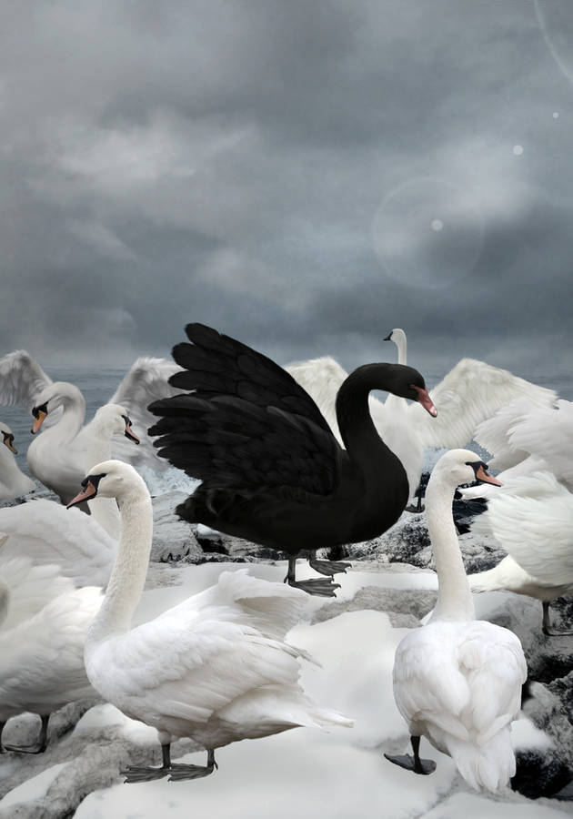 El cisne negro Reseña crítica