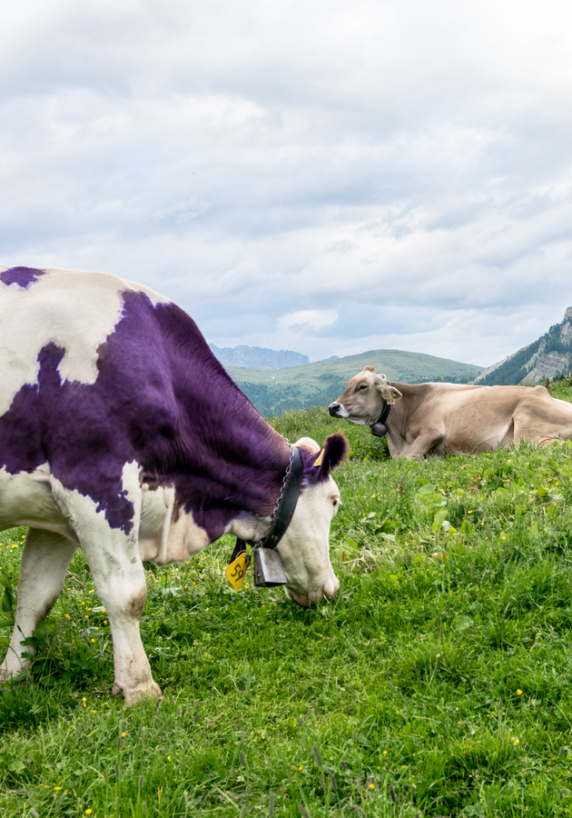La Vaca Púrpura la nueva P del marketing. - Blog de Ventas y